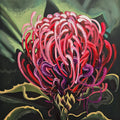 Crimson Waratah
