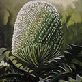 White Menziesii