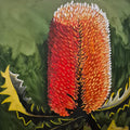 Banksia Ashbyi