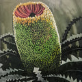 Old Man Banksia
